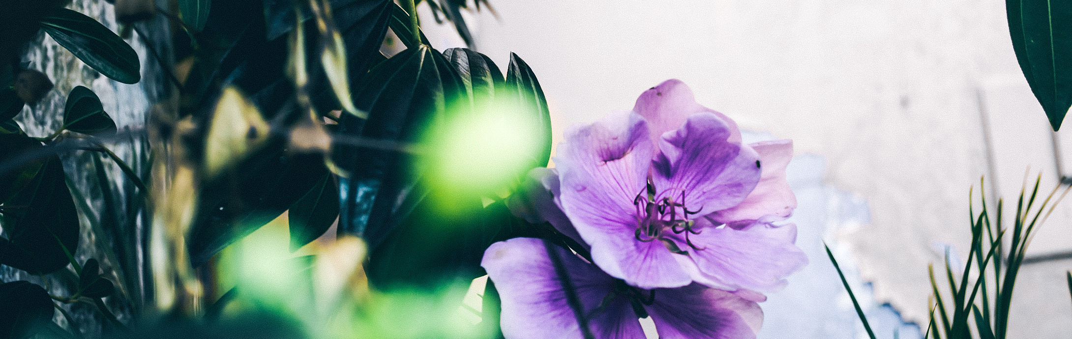 Im Einklang mit der Natur & Pflanzen
